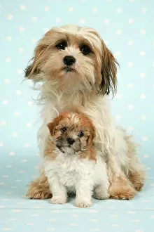 Dotted: Dog - Cross breed puppy and dog in front of dotted