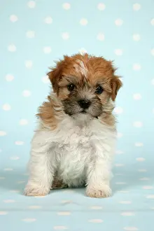 Dotted: Dog - Cross breed puppy in front of dotted background