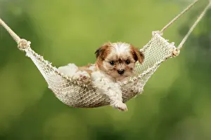 Hammocks: Dog - Cross breed Puppy in hammock