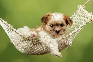 Hammocks: Dog - Cross breed Puppy in hammock