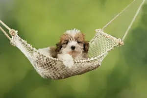 Hammocks: Dog - Cross breed Puppy in hammock