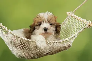 Hammocks: Dog - Cross breed Puppy in hammock