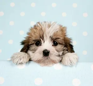 Worried: Dog - Cross breed Puppy peeking over cloth