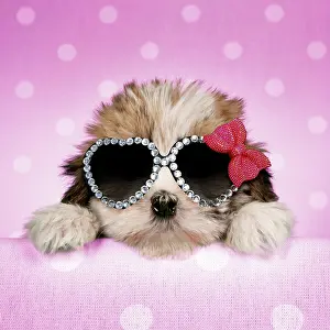 Bows: Dog - Cross breed Puppy peeking over cloth wearing
