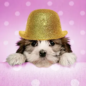 100817: Dog - Cross breed Puppy peeking over cloth wearing