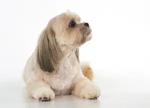 Lhasa: Dog cross breed Shih Tzu/ Lhasa Apso ?
