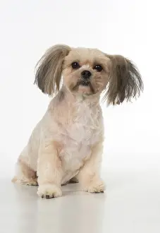 Lhasa: Dog cross breed Shih Tzu/ Lhasa Apso ?