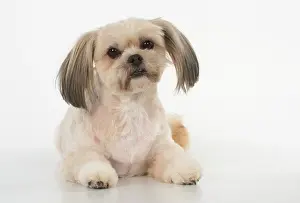 Lhasa: Dog cross breed Shih Tzu/ Lhasa Apso ?