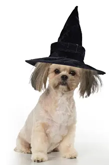 100817: DOG. cross breed Shih Tzu/ Lhasa Apso wearing witches