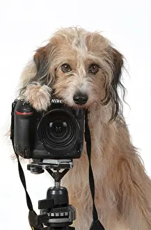 Photographers: DOG. Cross breed, sitting behind a camera, paw