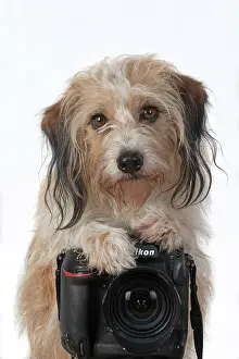 Photographers: DOG. Cross breed, sitting behind a camera, paw