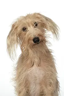 280220: DOG. Cross breed, sitting head on one side, studio