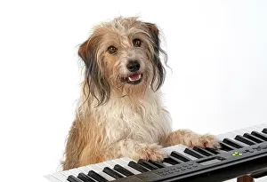 Instruments: DOG. Cross breed, sitting at a piano, paws on