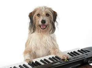 Instruments: DOG. Cross breed, sitting at a piano, paws on