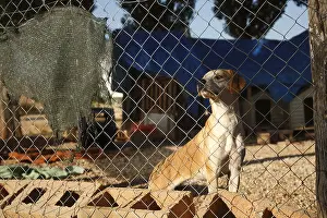 Lost: Dog crossed behind a fence in a shelter Cuenca Spain
