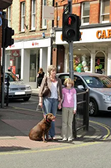 Safely: Dog crossing a road safely with adult & child