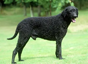 Curly: Dog - Curly-coated Retriever