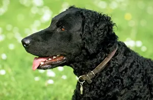 Curly: Dog - Curly Coated Retriever