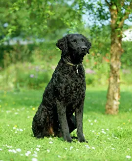Curly: Dog - Curly Coated Retriever