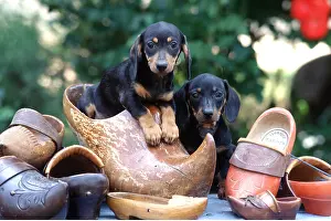 Frederic Rolland: Dog - Cute, Puppies x two in clogs