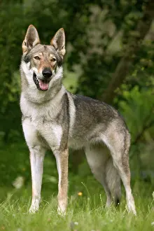 Czechoslovakian: DOG - Czechoslovakian Wolfdog