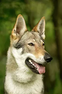Czechoslovakian: DOG - Czechoslovakian Wolfdog