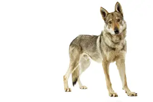 Czechoslovakian: Dog - Czechoslovakian Wolfdog