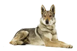 Czechoslovakian: Dog - Czechoslovakian Wolfdog