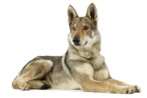 Czechoslovakian: Dog - Czechoslovakian Wolfdog