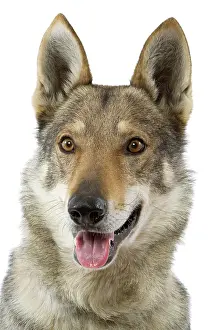 Czechoslovakian: Dog - Czechoslovakian Wolfdog