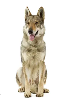 Czechoslovakian: Dog - Czechoslovakian Wolfdog