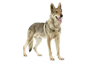 Czechoslovakian: Dog - Czechoslovakian Wolfdog