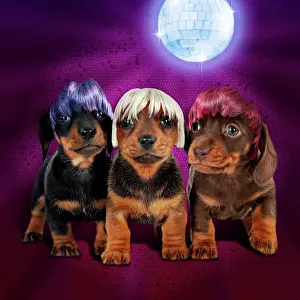 Teckel: Dog