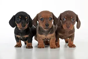 Cute Puppies By John Daniels: Dog - Dachshund 5 week old puppies