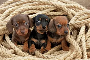 Ropes: Dog - Dachshund 5 week old puppies