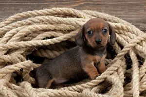 Ropes: Dog - Dachshund 5 week old puppy