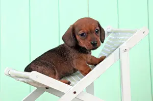 Deckchair: Dog - Dachshund 5 week old puppy in a deck chair