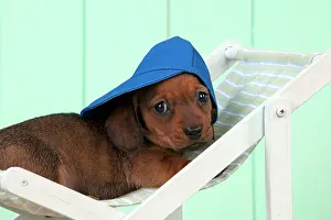 Deckchair: Dog - Dachshund 5 week old puppy in a deck chair