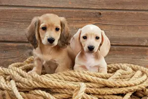Ropes: Dog - Dachshund 7 week old puppies
