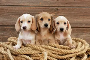 Ropes: Dog - Dachshund 7 week old puppies