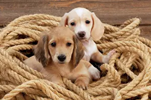 Ropes: Dog - Dachshund 7 week old puppies