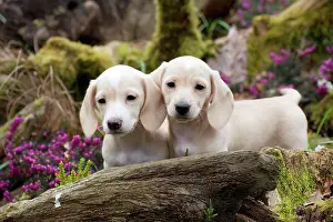 Cute Puppies By John Daniels: Dog - Dachshund 7 week old puppies