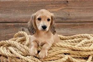 Ropes: Dog - Dachshund 7 week old puppy