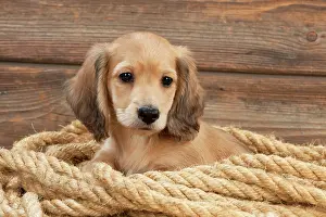 Ropes: Dog - Dachshund 7 week old puppy
