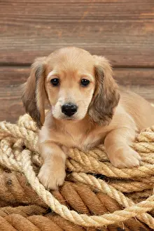 Ropes: Dog - Dachshund 7 week old puppy