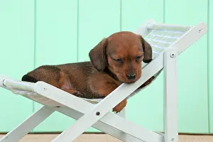 Deckchair: Dog - Dachshund in a deck chair