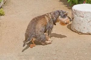 Toileting: Dog - Dachshund defeacating