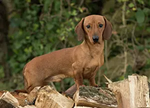 Pile: Dog Dachshund on a log pile