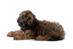 Minature: Dog Dachshund (miniature long haired) 10 week old puppy