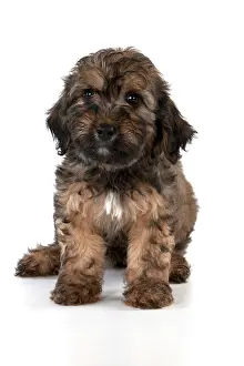 Minature: Dog Dachshund (miniature long haired) 10 week old puppy